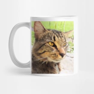 Yellow-Eyed Cat Mug